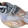 Audubon California Quail