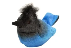 Audubon Stellers Jay