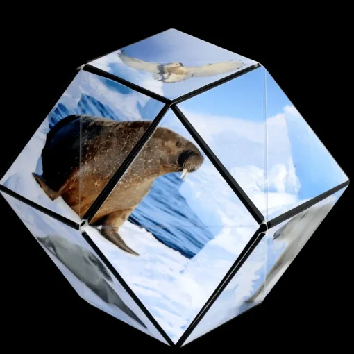 Shashibo Animal Series: Arctic